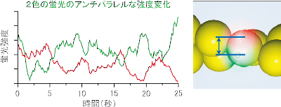 アクチンFRET.png