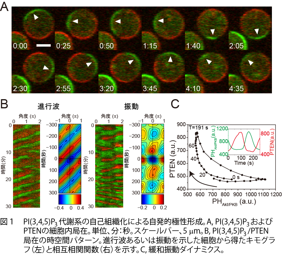 細胞内自己組織化1