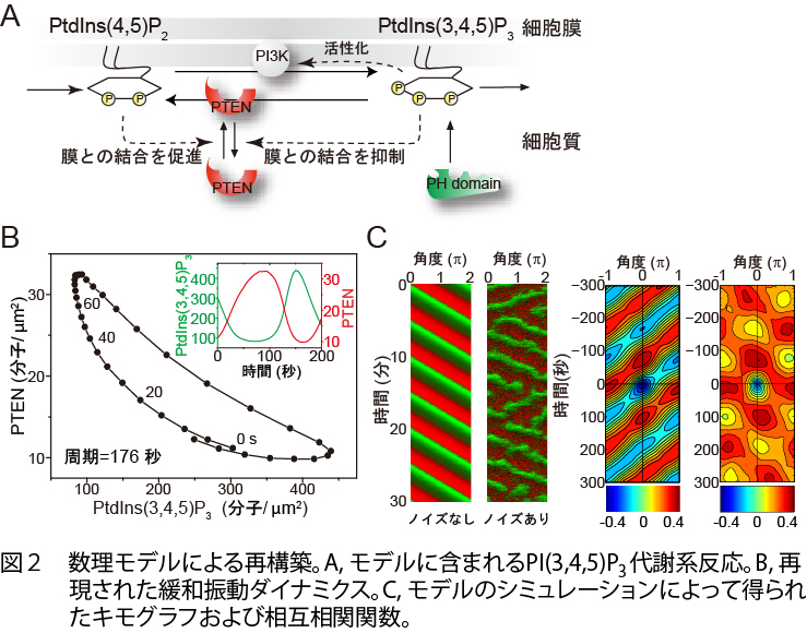 細胞内自己組織化2